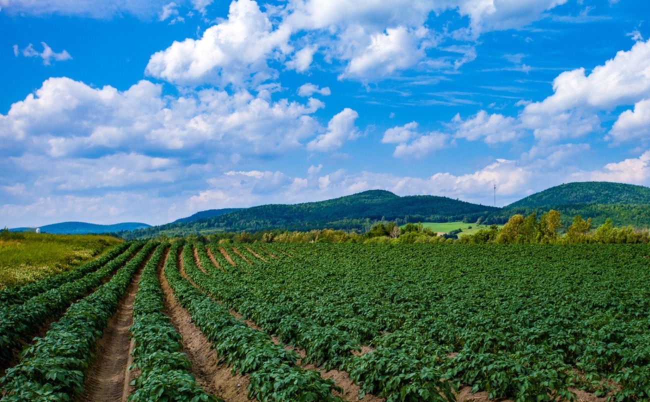 Potato Field